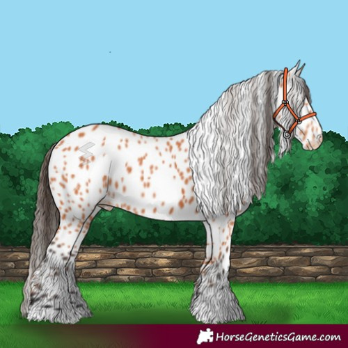 Horse Color:Bay Leopard 