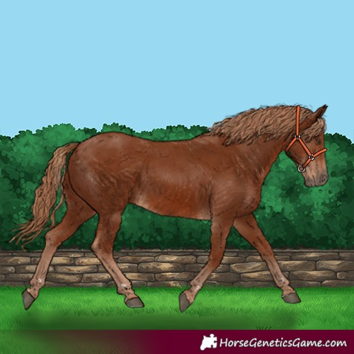Horse Color:Chestnut Rabicano 