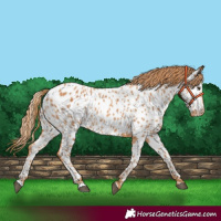 Horse Color:Chestnut Near Leopard