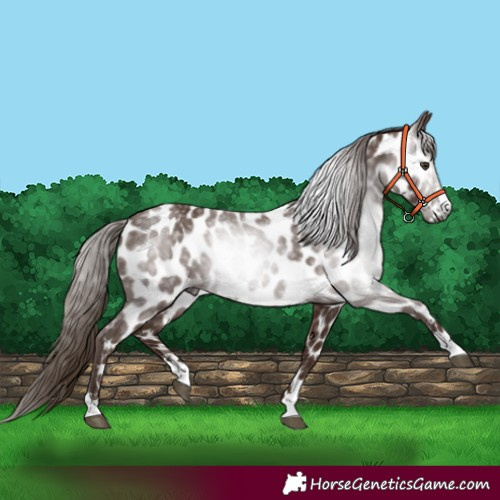 Horse Color:Gray Chestnut Near Leopard
