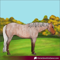 Horse Color:Silver Bay Roan 