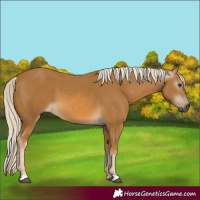 Horse Color:Gray Palomino 