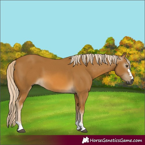 Horse Color:Gray Palomino