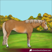 Horse Color:Gray Palomino 