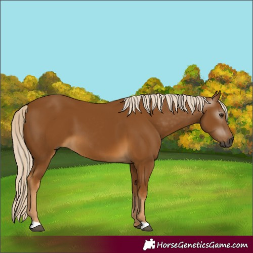 Horse Color:Gray Palomino 