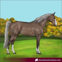 Horse Color:Silver Brown Dun 