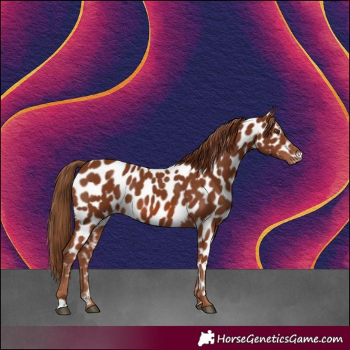 Horse Color:Chestnut Appaloosa 