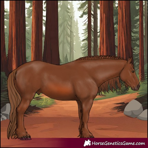 Horse Color:Chestnut 