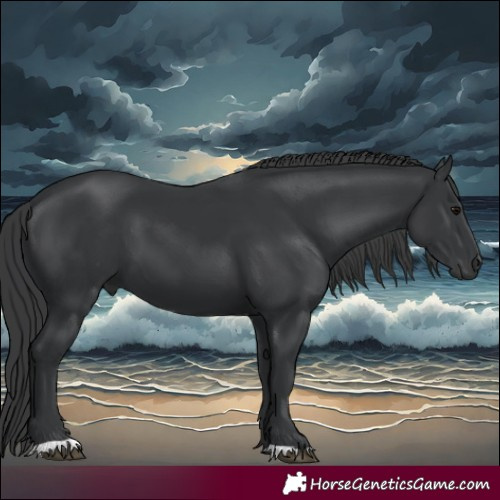 Horse Color:Black 