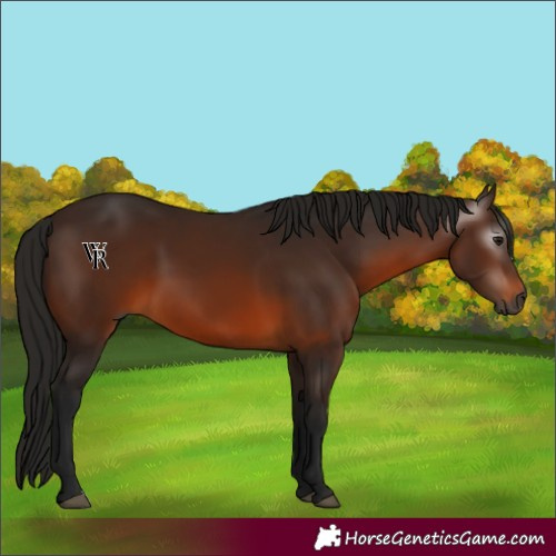 Horse Color:Unknown 