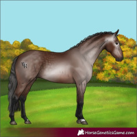 Horse Color:Gray Bay 