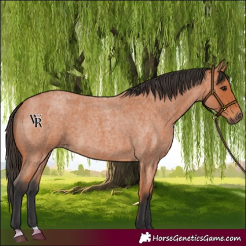 Horse Color:Bay Roan 