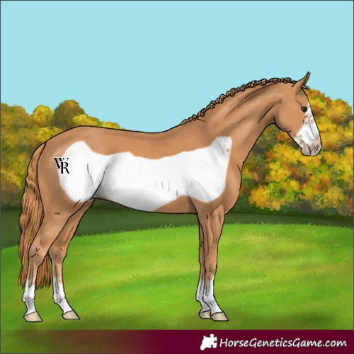 Horse Color:Unknown 