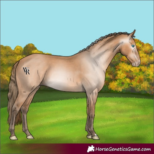 Horse Color:Unknown 
