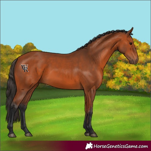 Horse Color:Unknown 