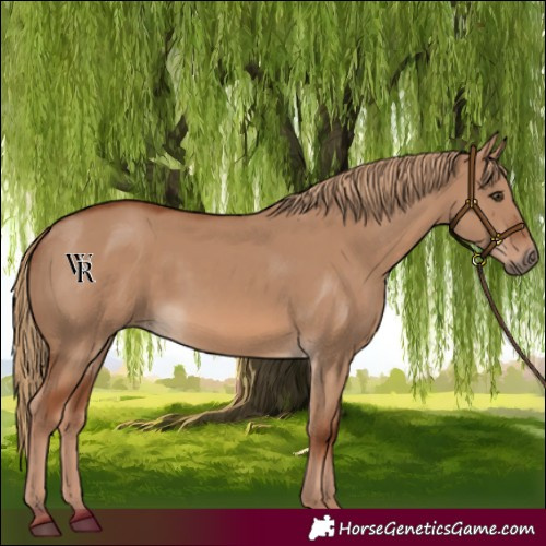 Horse Color:Red Dun 