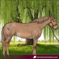 Horse Color:Red Dun