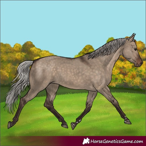 Horse Color:Silver Brown Dun 