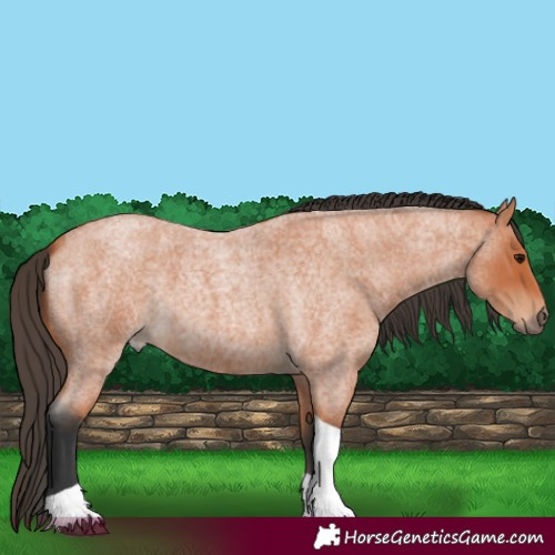 Horse Color:Bay Roan Tobiano 