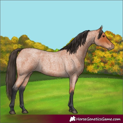 Horse Color:Bay Roan 