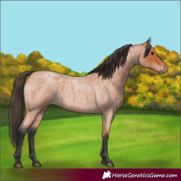 Horse Color:Bay Roan 