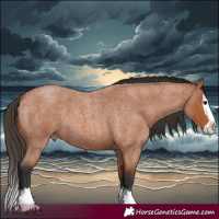Horse Color:Bay Roan Splash 