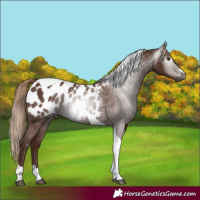 Horse Color:Gray Chestnut Tobiano Appaloosa 