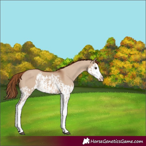 Horse Color:Red Dun Splash  and Red Dun Splash 