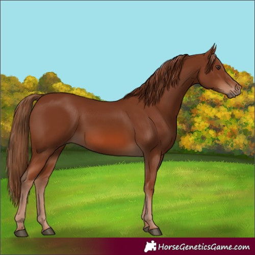 Horse Color:Chestnut 
