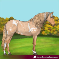 Horse Color:White Spotted Red Roan 