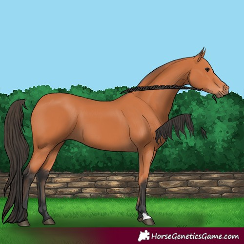 Horse Color:Bay 