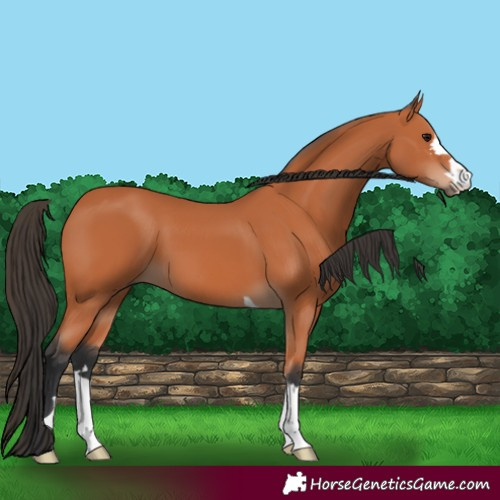 Horse Color:Bay 