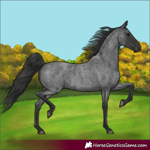 Horse Color:Blue Roan