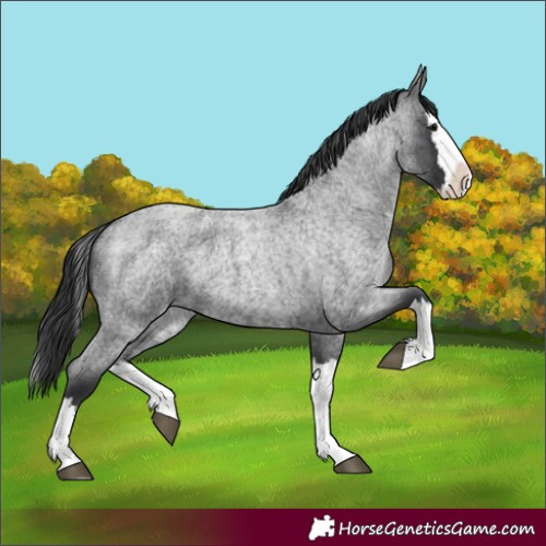 Horse Color:Blue Roan Splash 