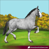 Horse Color:Blue Roan Splash