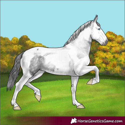 Horse Color:Gray Black Splash Tobiano
