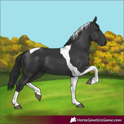 Horse Color:Black Tobiano 