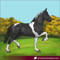 Horse Color:Black Tobiano