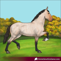 Horse Color:Bay Roan Dun 