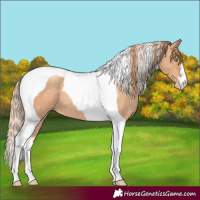 Horse Color:Gold Champagne Tobiano