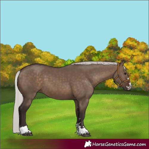 Horse Color:Silver Brown Dun