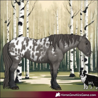 Horse Color:Grullo Near Leopard 