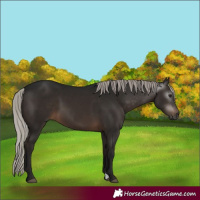 Horse Color:Gray Silver Brown 