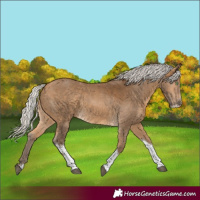 Horse Color:Silver Buckskin Sabino Tobiano