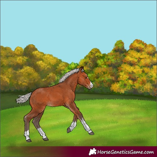 Horse Color:Silver Bay 