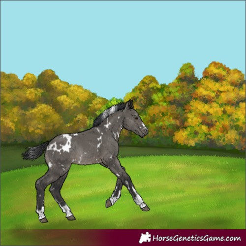 Horse Color:White Spotted Grullo Rabicano 