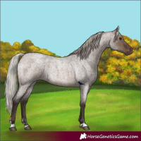 Horse Color:Silver Brown Roan Dun 