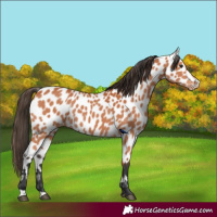 Horse Color:Bay Appaloosa