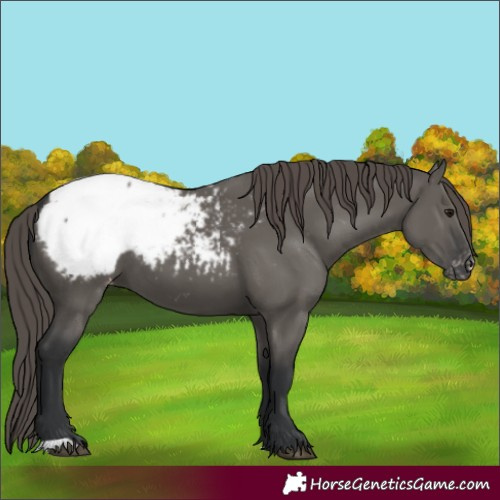 Horse Color:Grullo Appaloosa