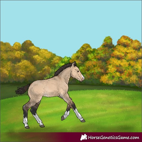 Horse Color:Bay Dun Rabicano 